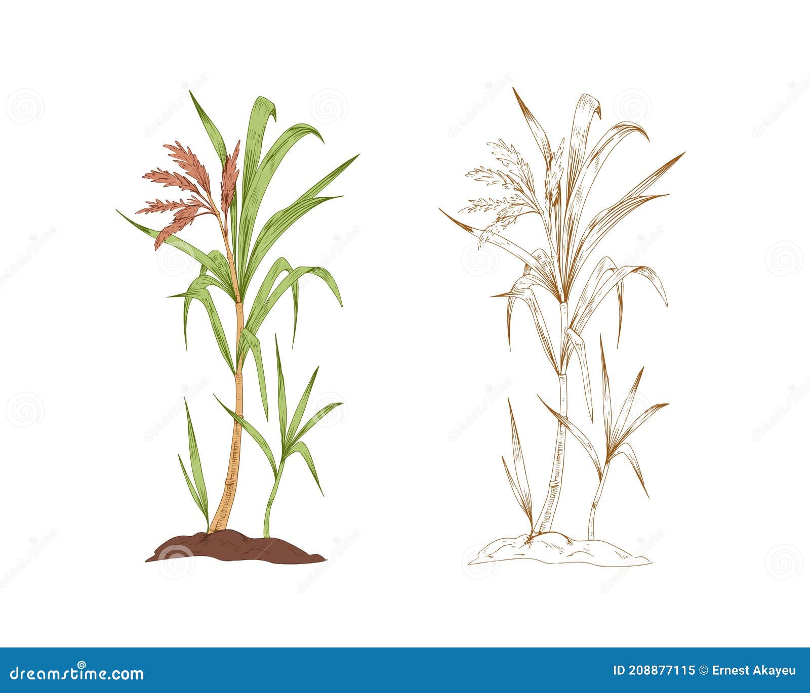 Colored Sugarcane and Outlined Sketch of Sugar Cane. Two Branches of Field  Plant. Contoured Botanical Elements Stock Vector - Illustration of organic,  color: 208877115, image size:1600x1370
