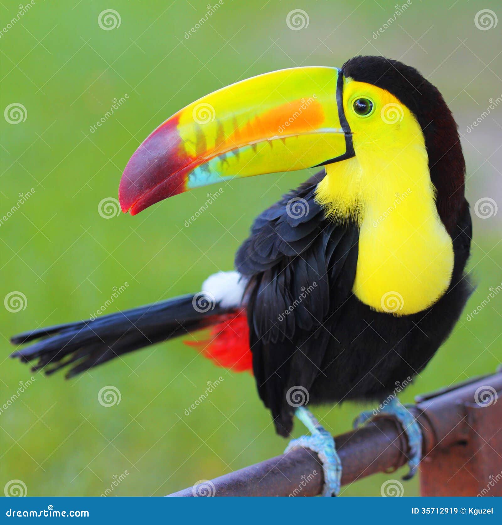 colored toucan. keel billed toucan