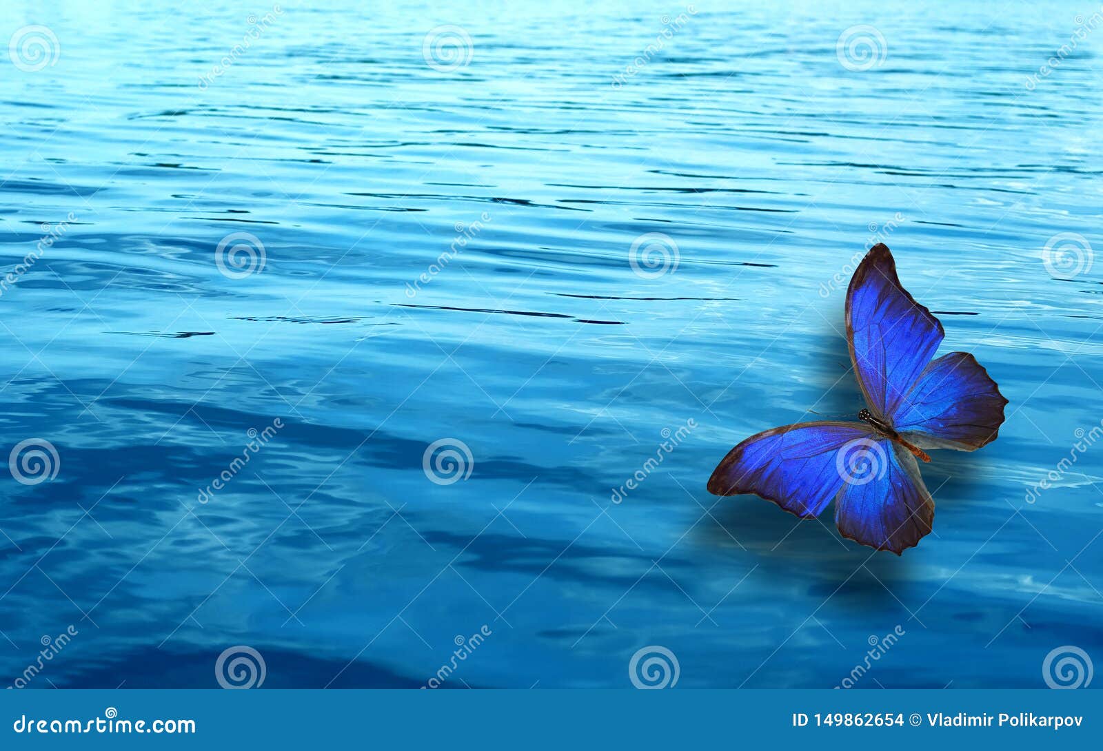 Colored Tropical Butterfly on a Background of Blue Water Stock Photo Image of background, blue