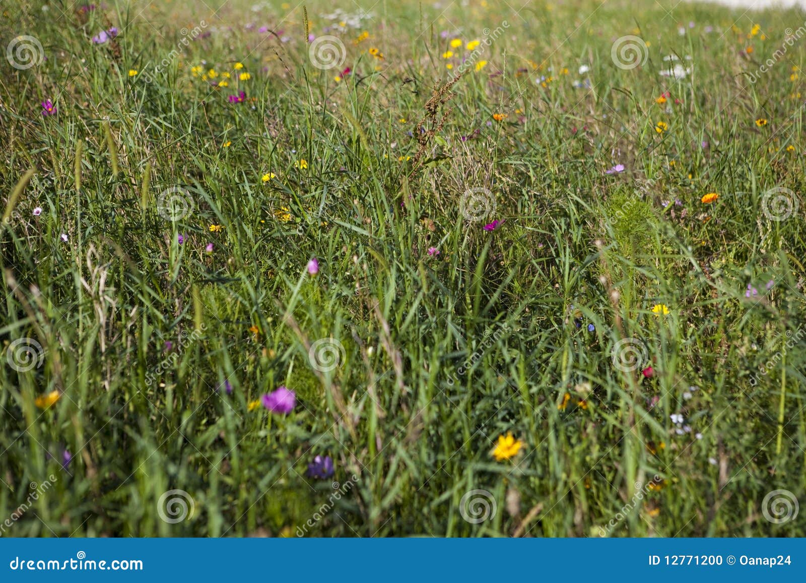 colored wildflower meadow