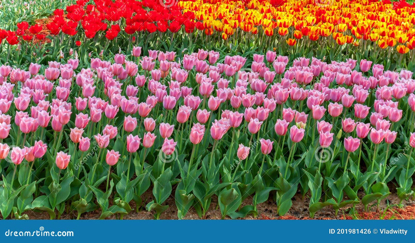 Colores Variados De Los De Tulipán. Tulipán De Hollands En Un Naranjal En Temporada Primavera. Bandera De Flores Foto de archivo - Imagen de travieso, color: 201981426