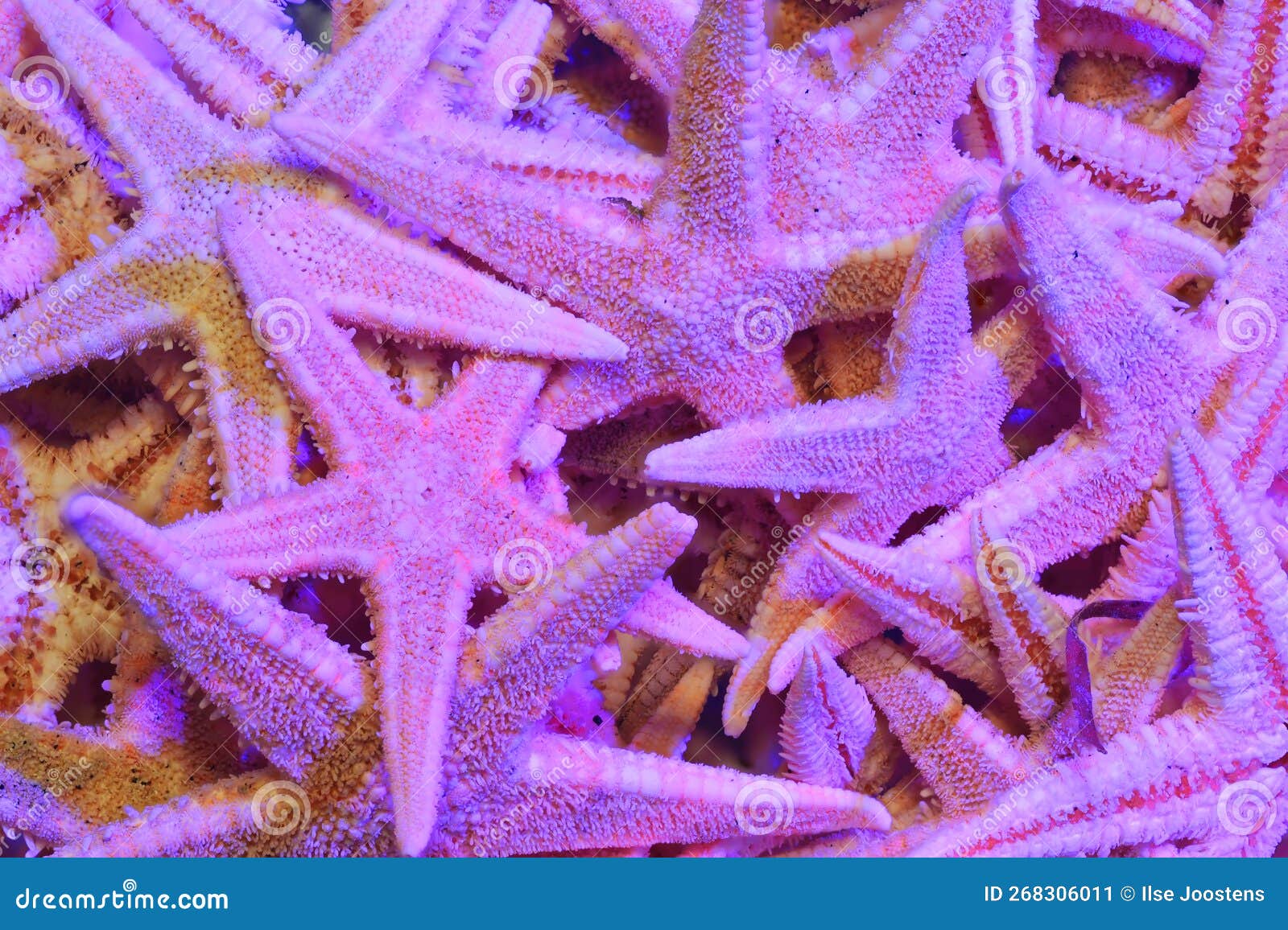 a colorful abstract image of a bunch of dried starfish