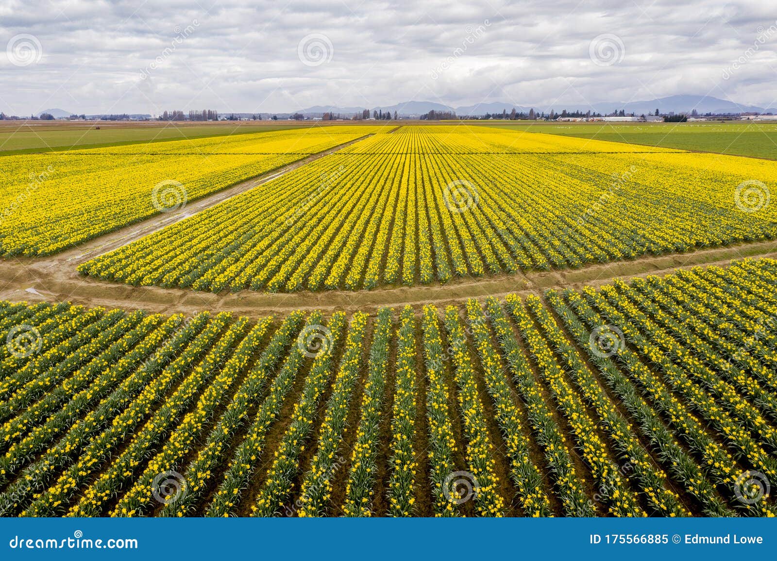 Colorful Aerial View of the Daffodil Fields in Skagit Valley ...