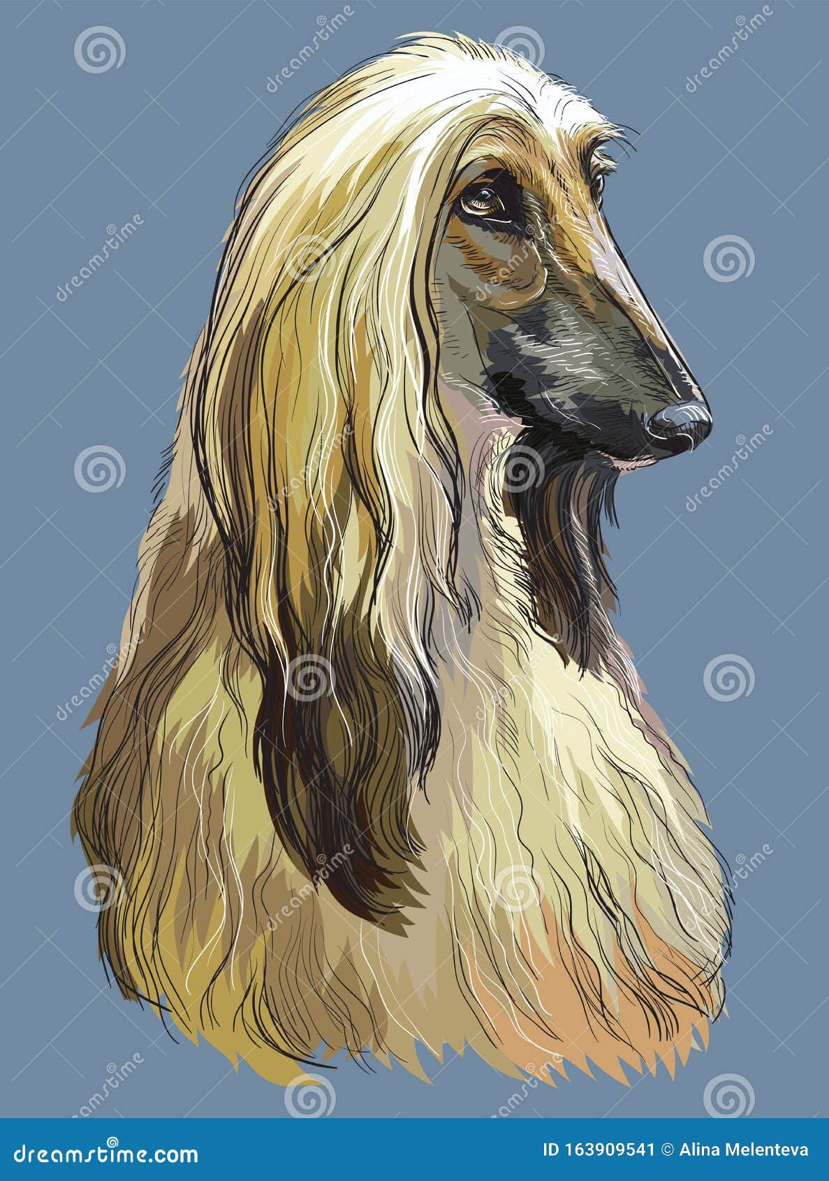 Colorful Afghan Hound Vector Hand Drawing Portrait Stock