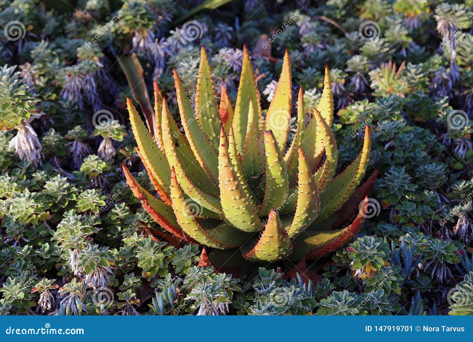 Colorful Aloe Vera Plants And Cacti In Madeira Stock Image Image