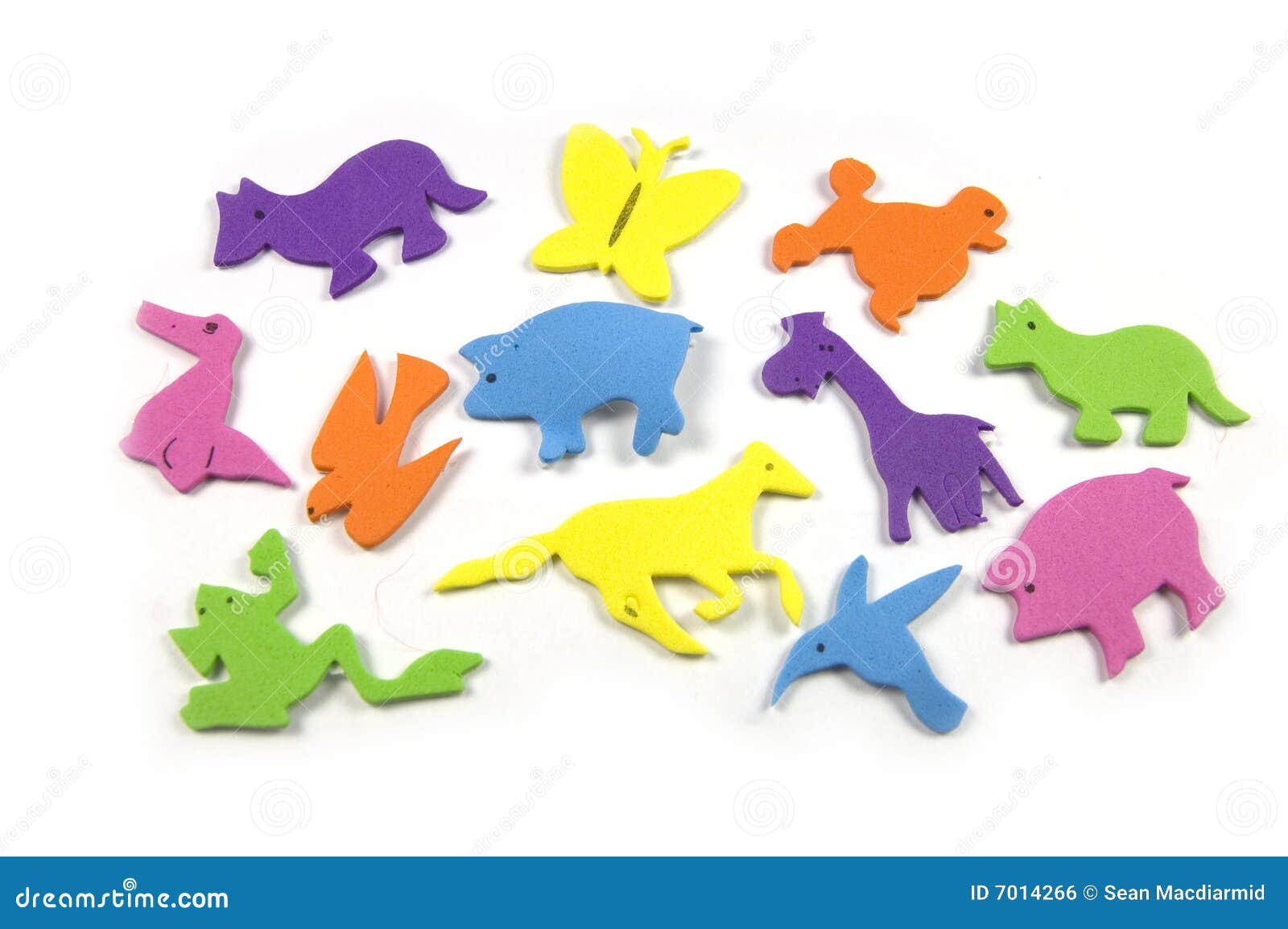 Colorful Animals stock photo. Image of butterfly, poodle - 7014266