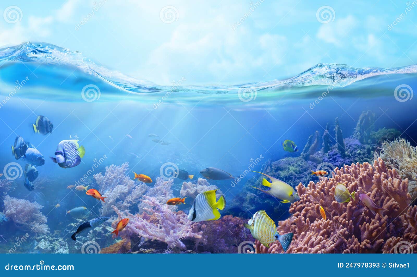 Colorful Animals in a Coral Reef. Life in Tropical Waters. Stock Image ...
