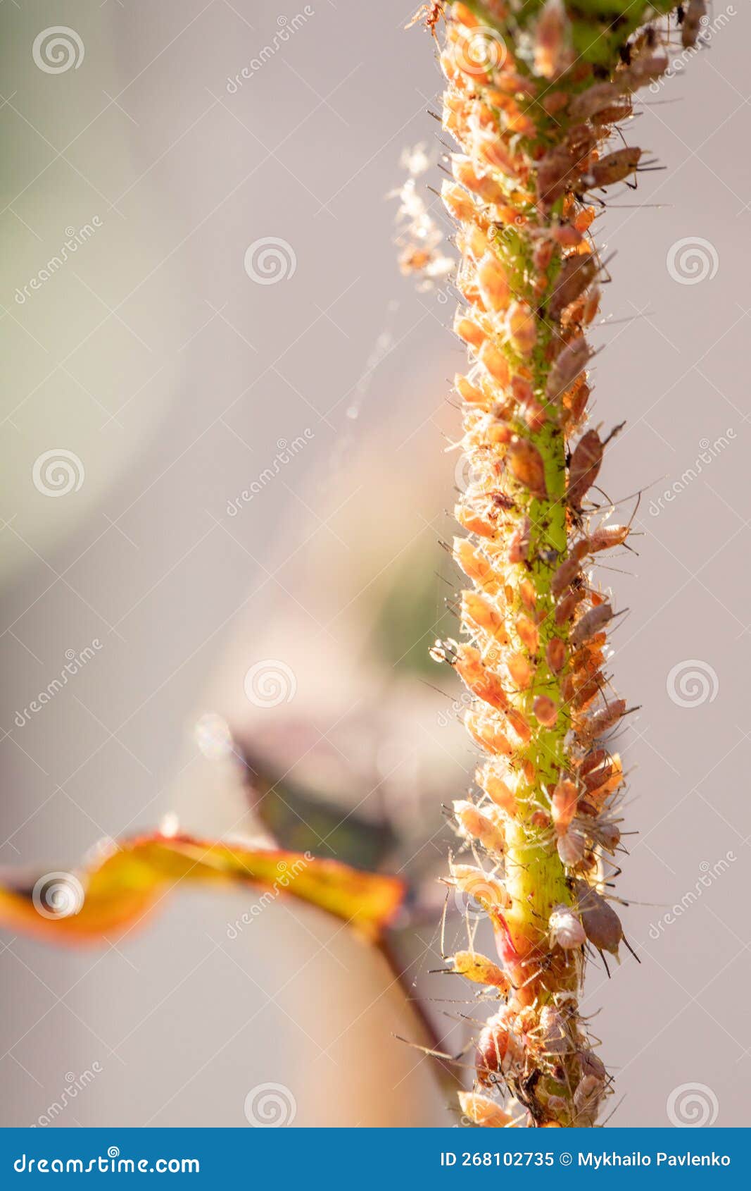 Colorful Aphids on Roses, Pests Damage the Plant and Spread Diseases