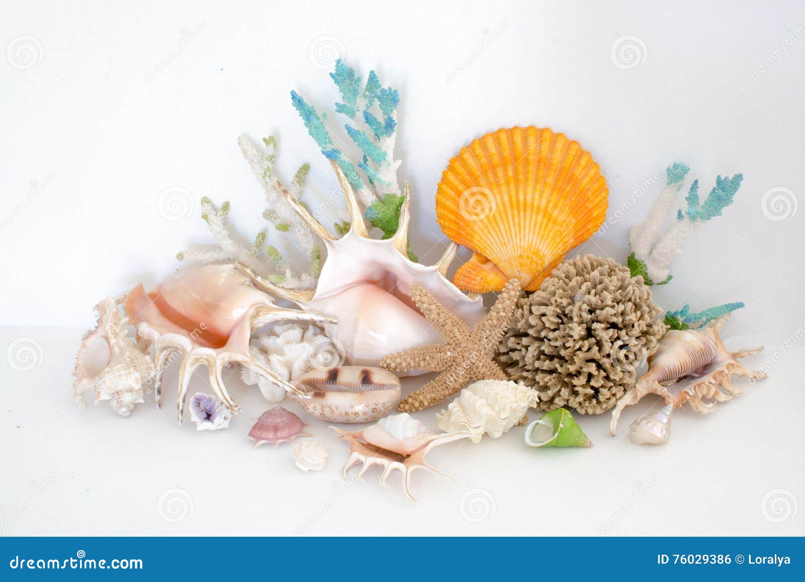 Colorful Arrangement of Sea Shells and Coral Stock Photo - Image 