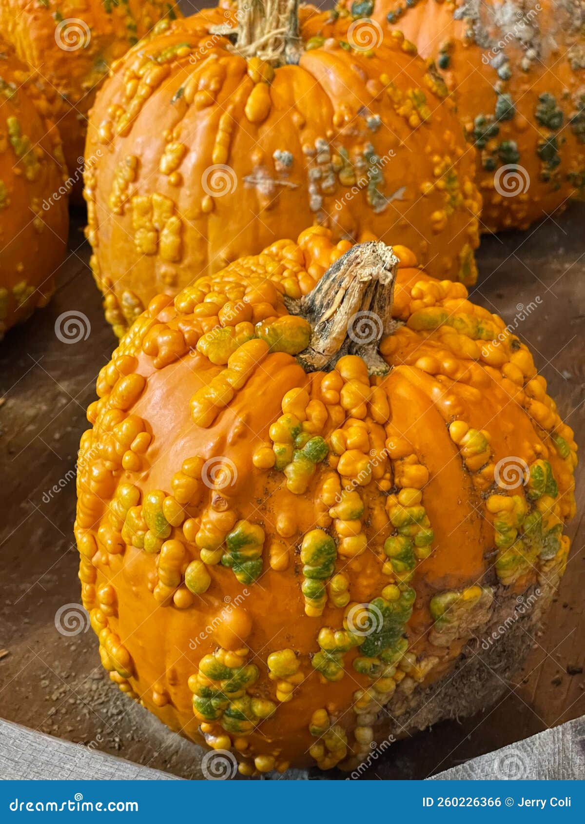 A Colorful Array of Small Pumpkins and Gourds Usher in the Fall Season