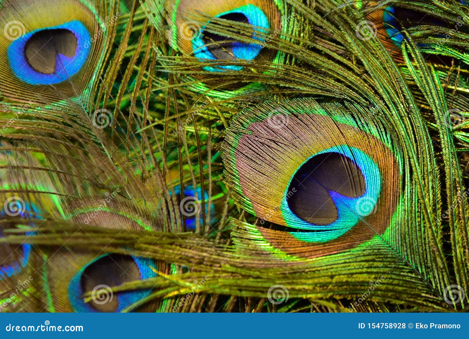 Colorful and Artistic Peacock Feathers. this is a Macro Photo of an ...