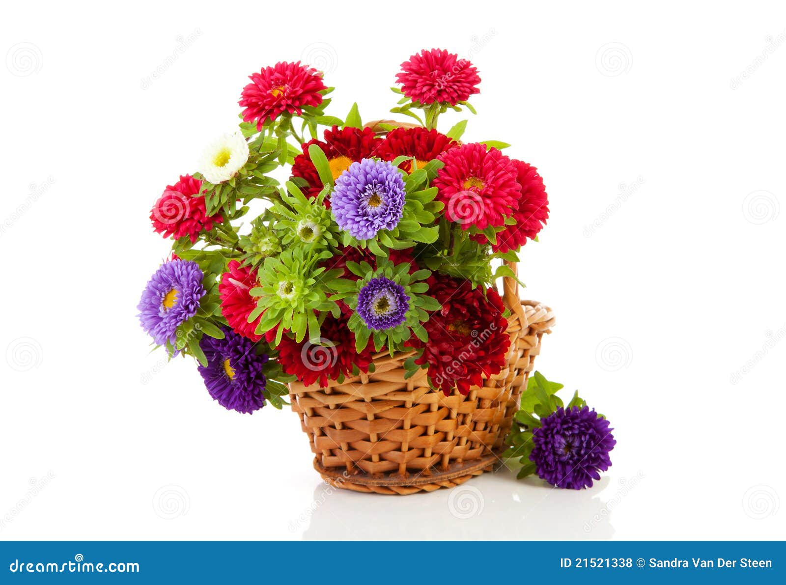 Colorful Asters Flowers in Cane Basket Stock Photo Image of studio