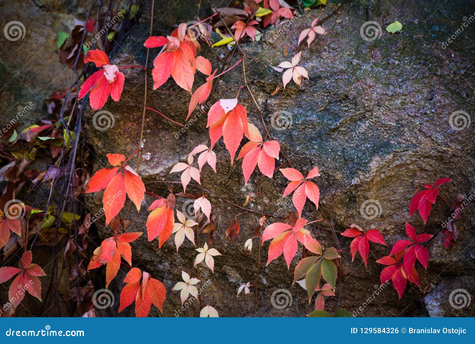 colorful autumn background clamberer leaves on rock