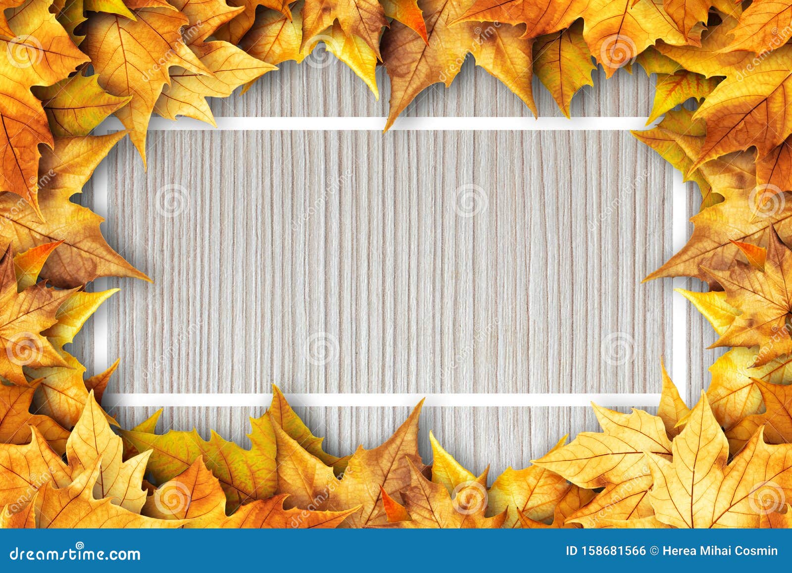 Colorful Autumn Dry Leaves Border Frame on White Painted Rustic Barn Wood  Blanks Background. Empty Space for Copy, Text, Lettering Stock Photo -  Image of season, frame: 158681566