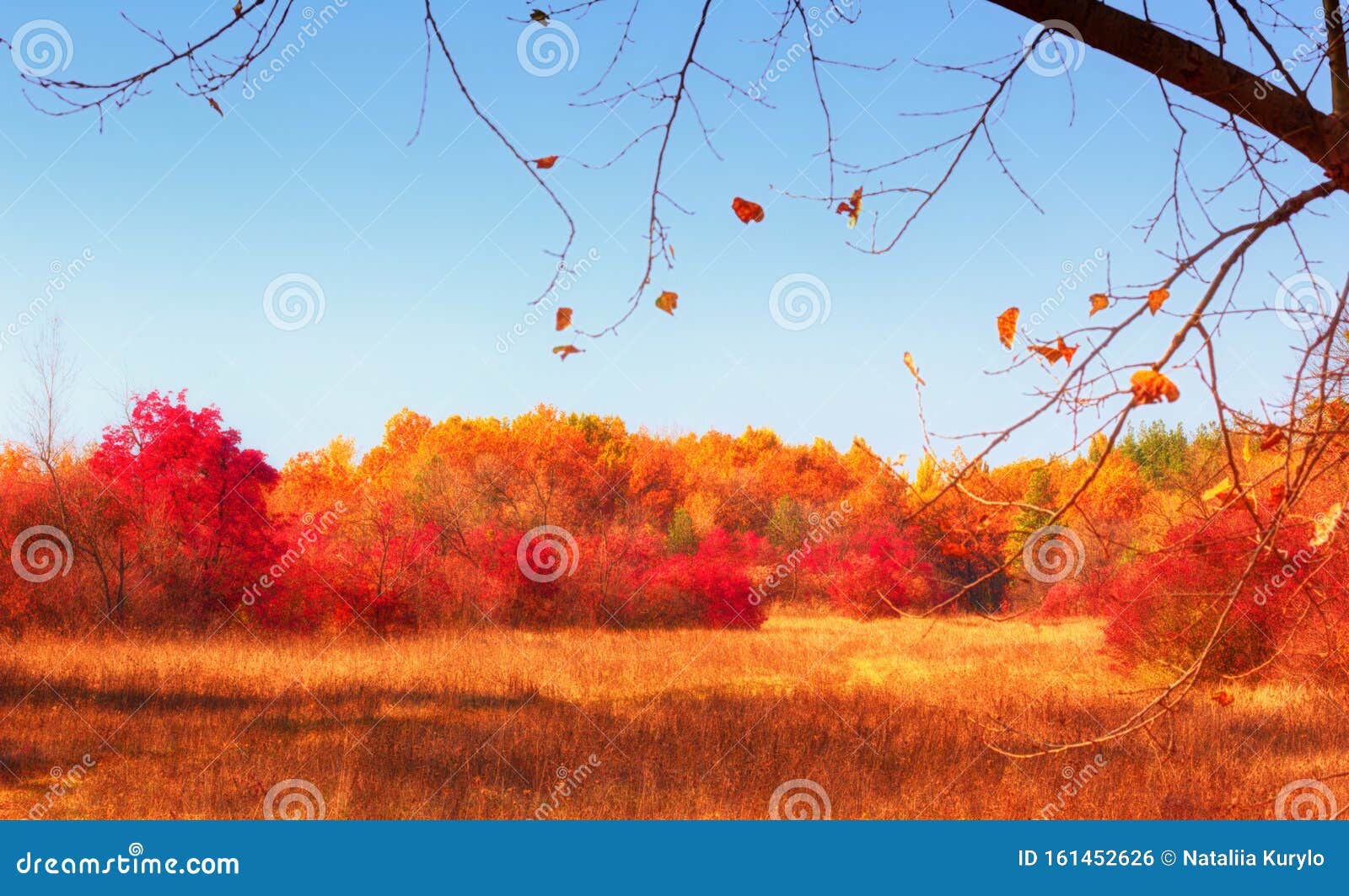 Colorful Autumn Landscape Trees And Grass Nature Stock Photo Image