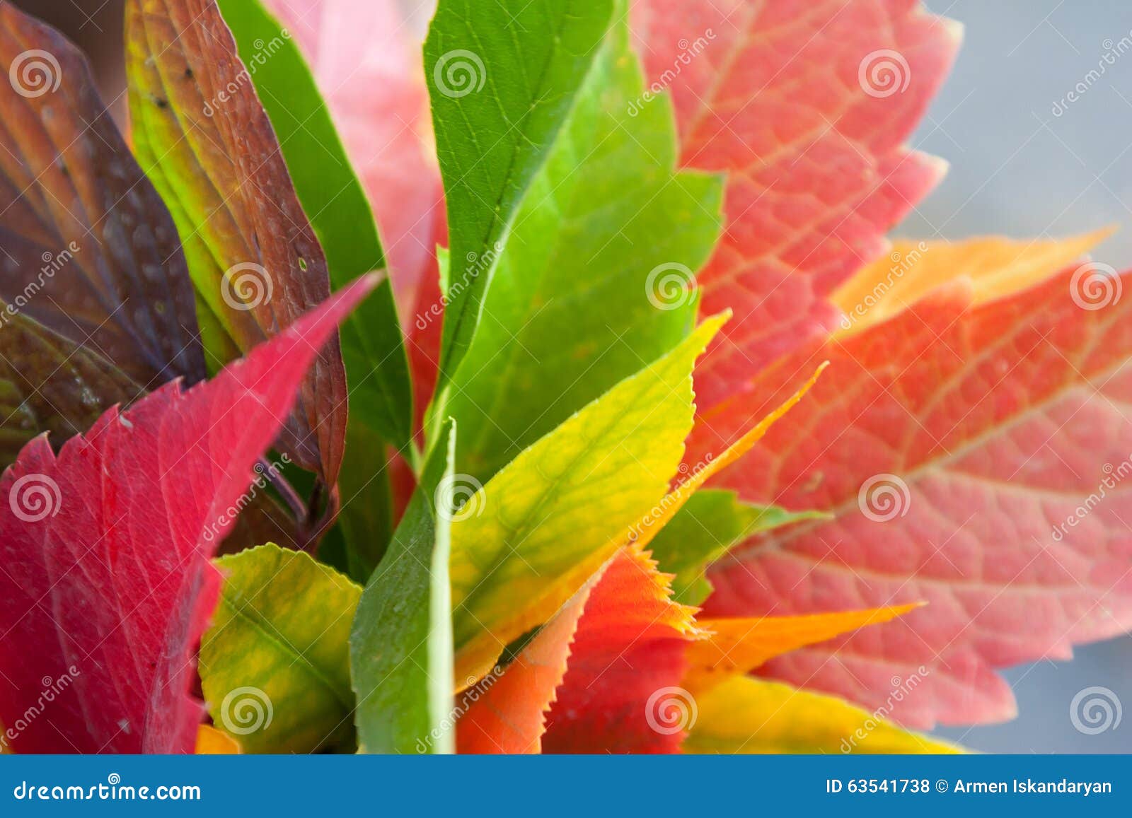 Colorful autumn leaf stock photo. Image of fall, golden 63541738
