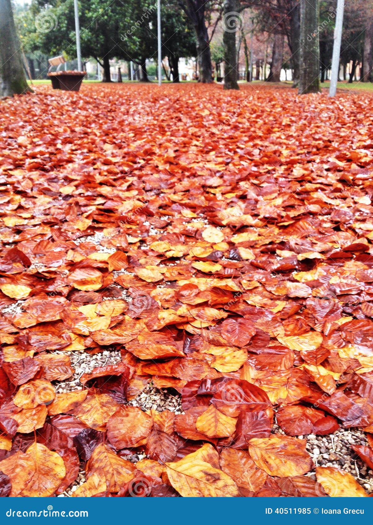 Colorful Autumn Leaves Carpet Stock Image - Image of close, colorful