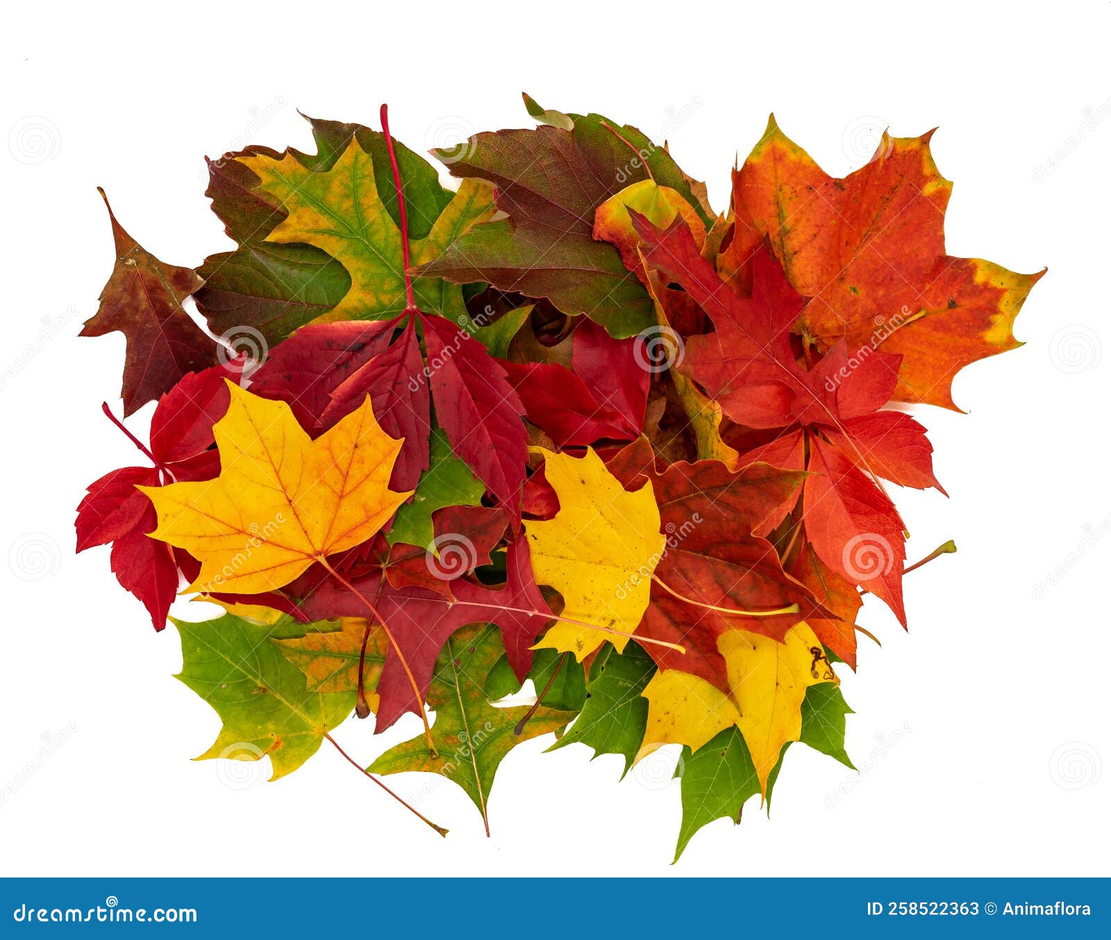 Colorful Autumn Leaves Isolated White Background Stock Image Image of