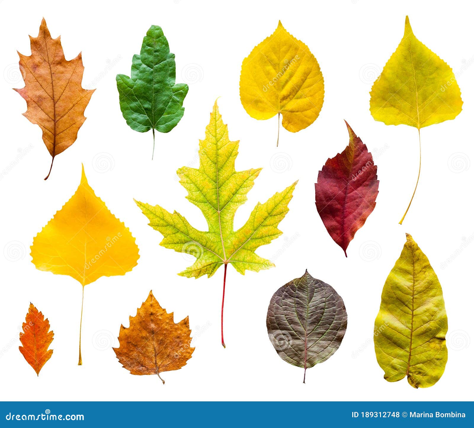 Colorful Autumn Leaves Set Isolated on White Background Stock Photo ...