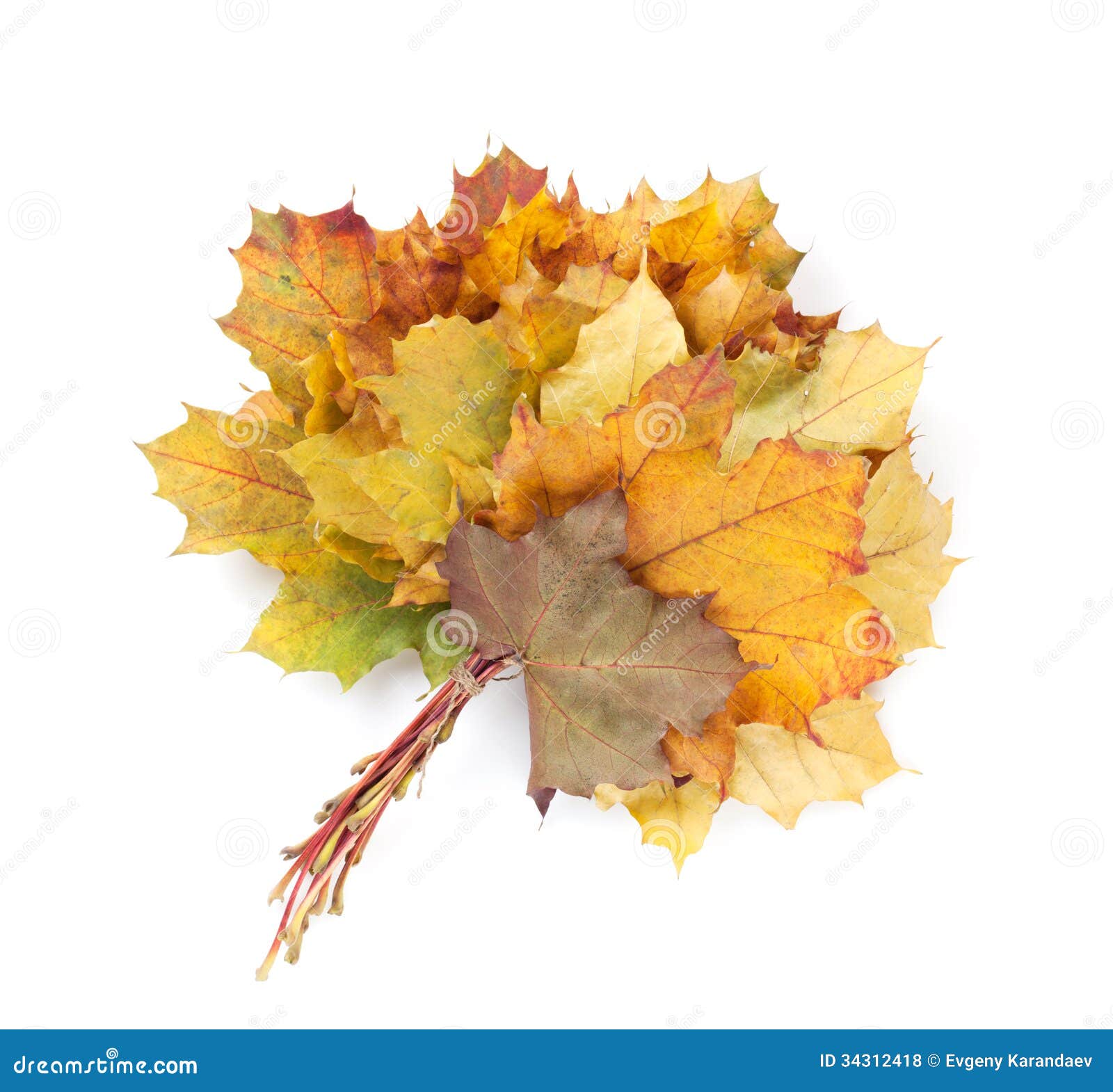Colorful Autumn Maple Leaves Bunch Stock Photo Image of foliage, gold