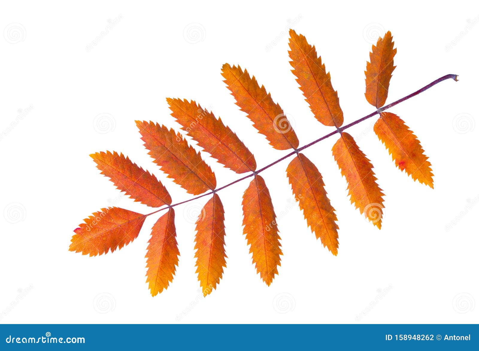 Colorful Autumn Rowan Leaf Isolated on White Background Stock Photo ...
