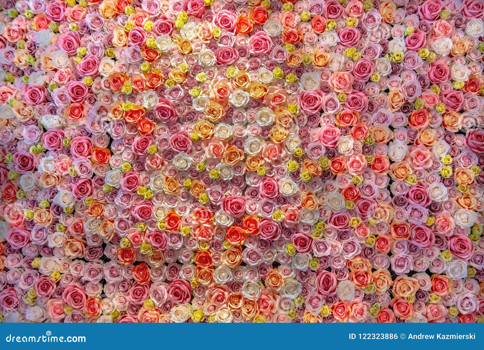 Wall of Roses Background stock photo. Image of flowers - 122323886
