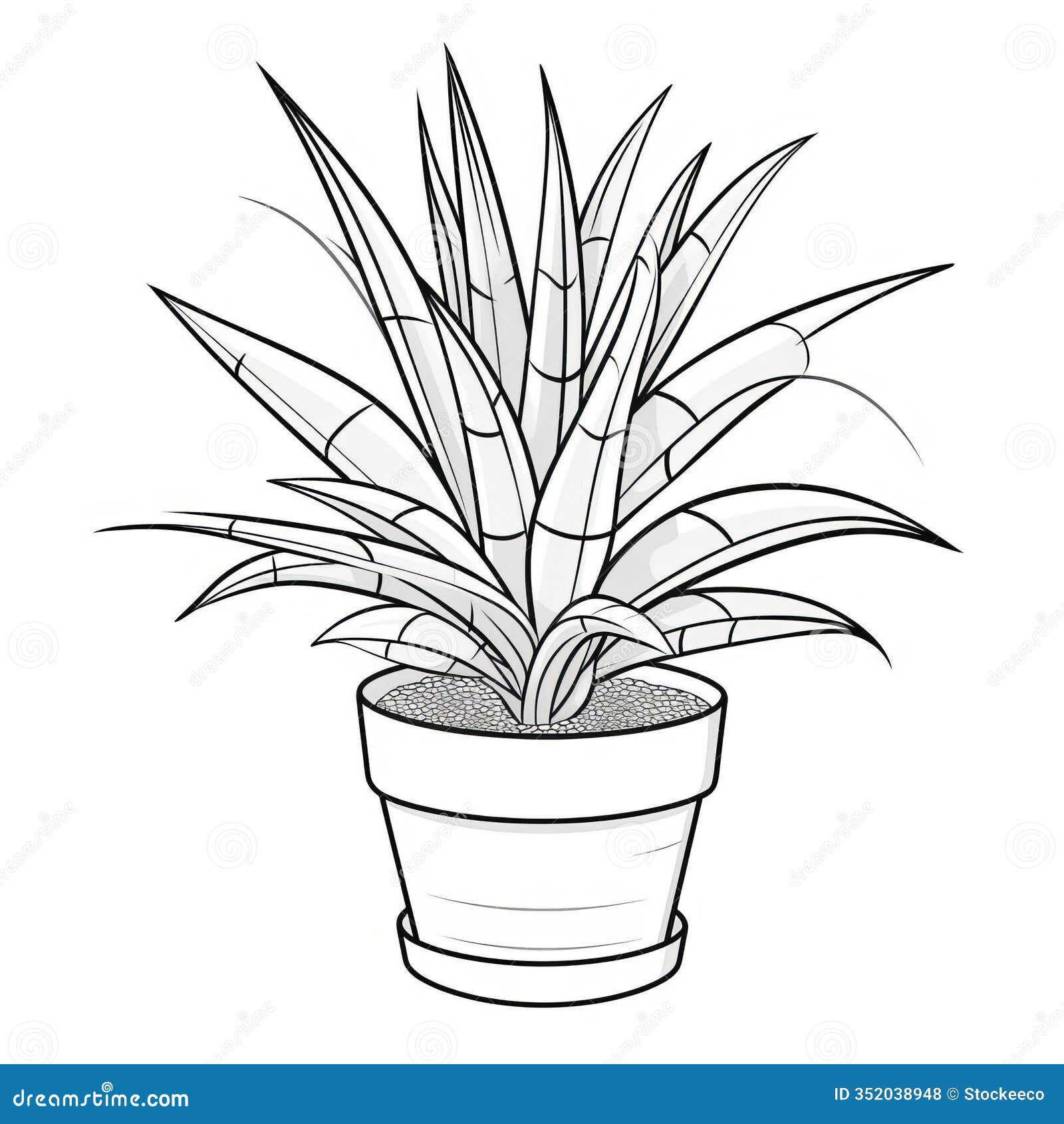 colorful bamboo grass and haworthia fasciata plant for kids