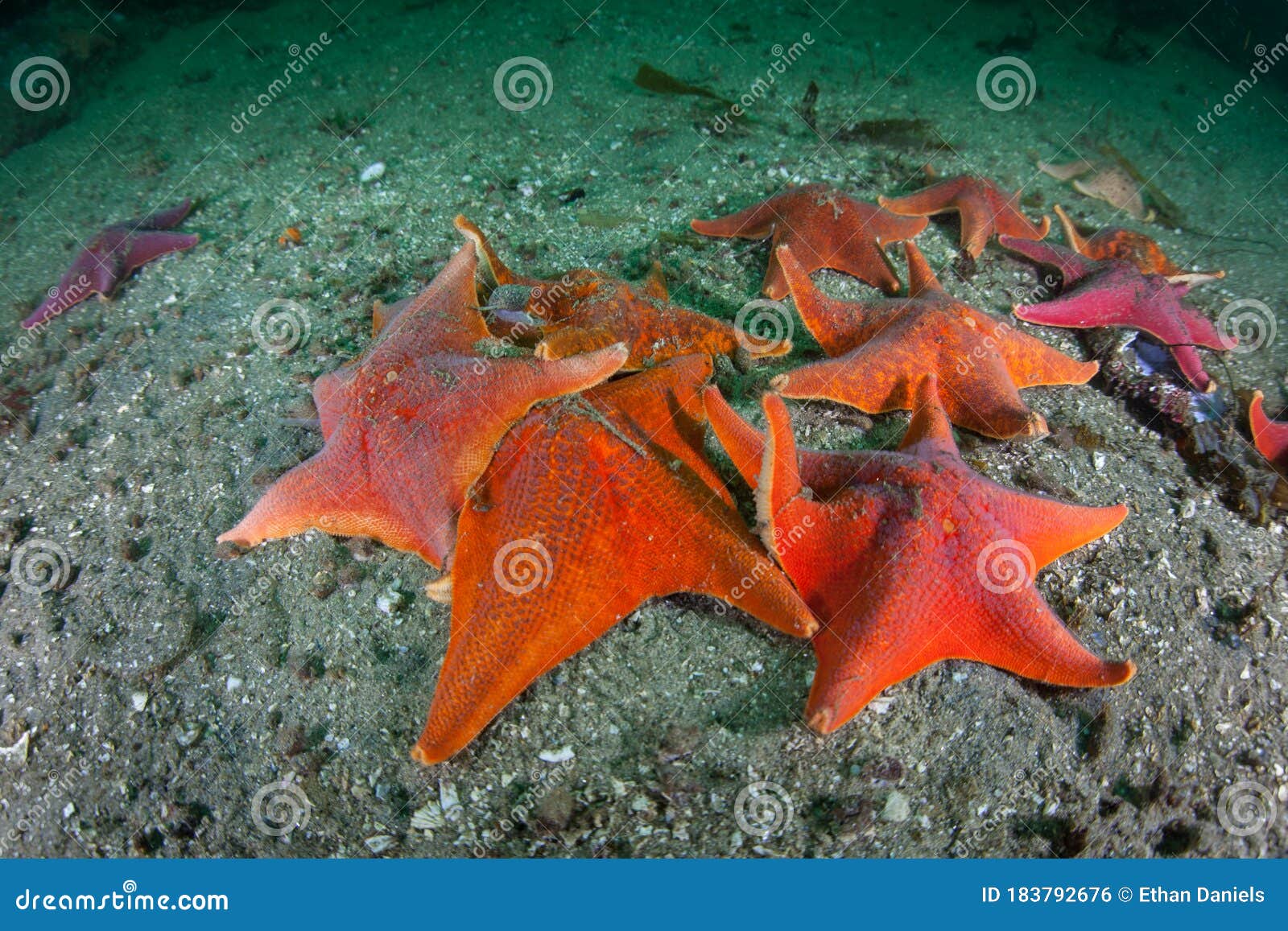 Colorful Bat Sea Stars on Seafloor of Kelp Forest Stock Photo - Image of acidification, echinoderm: 183792676 Colorful Bat Sea Stars on Seafloor of Kelp Forest Stock Photo - Image of acidification, echinoderm: 183792676