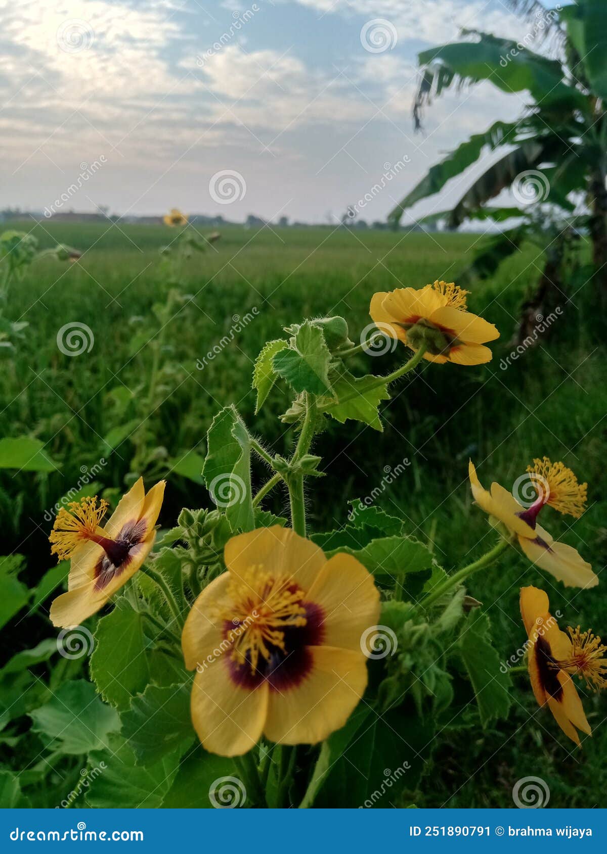 Colorful Beautiful Evening Flowers Stock Image Image of produce, leaf