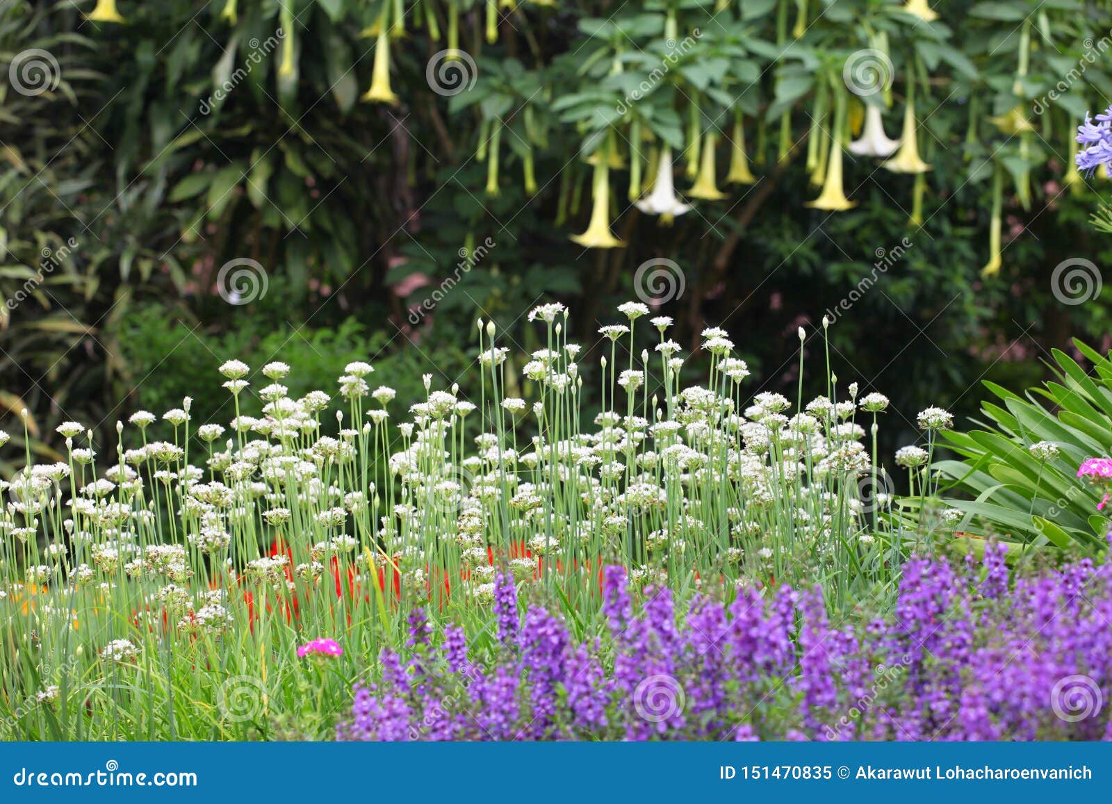 colorful bed of perennial and herbaceous plants in english cottage and country style garden