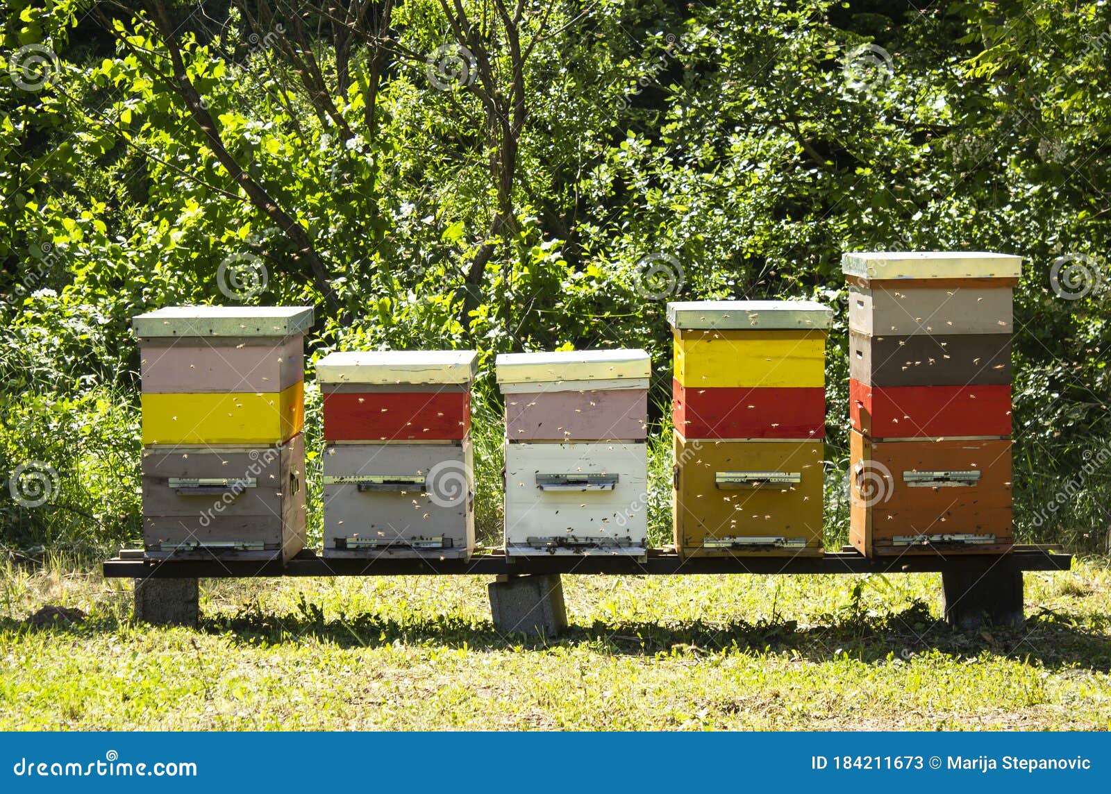 Colorful Beehives and Flying Bees in Apiary Near Acacia Forest. Natural ...