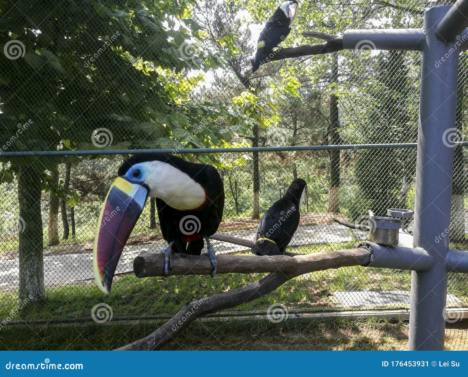 the colorful big billed bird standing on the branch