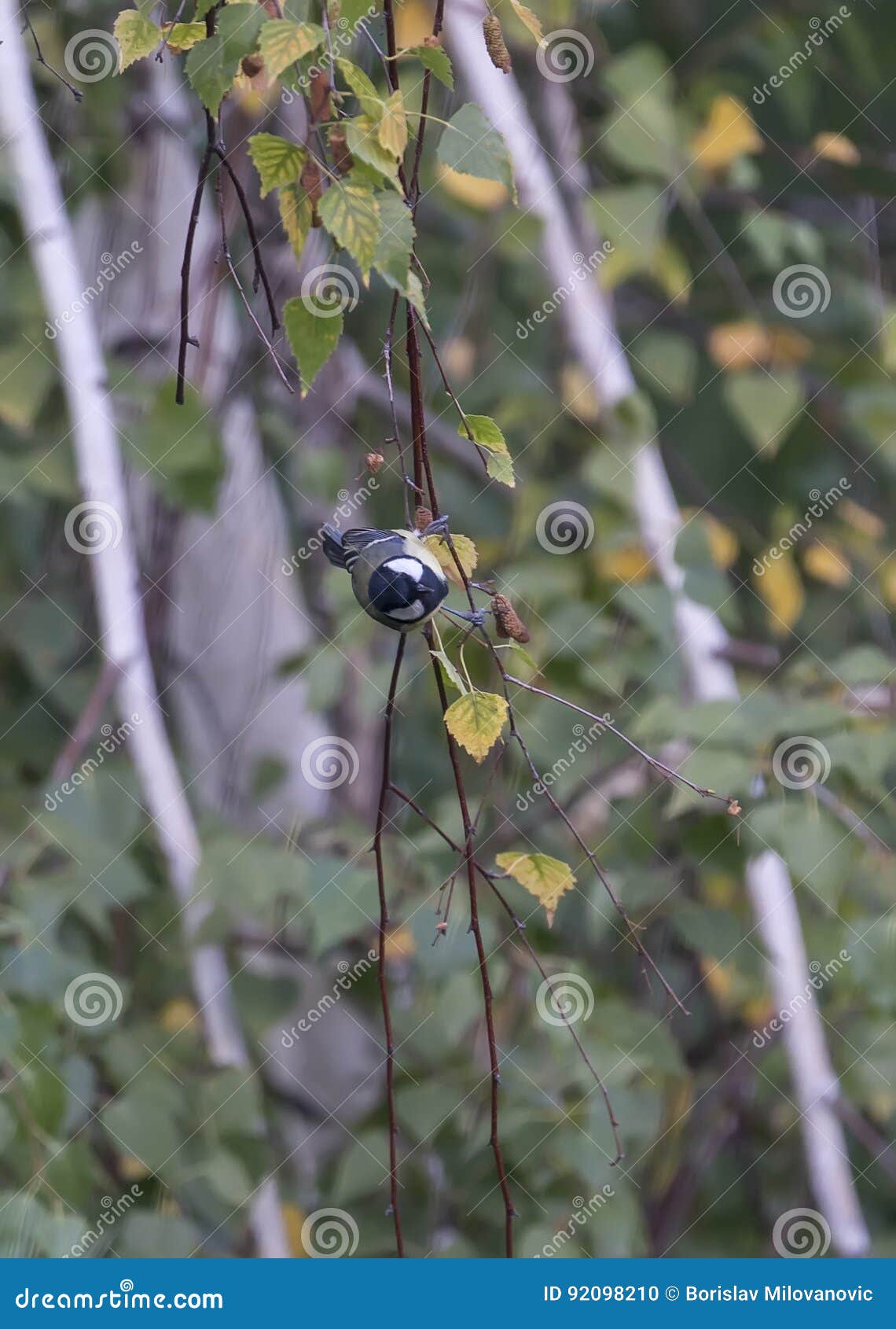 Colorful Birds between the Leaves of a Tree Stock Photo Image of