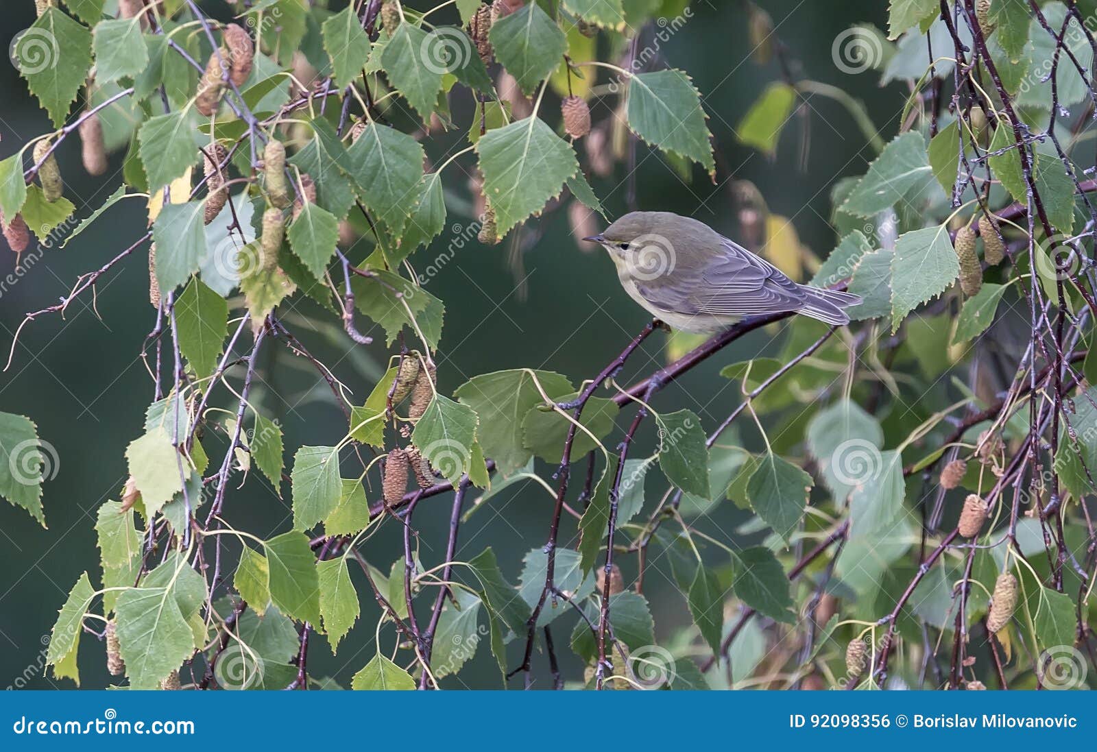 Colorful Birds between the Leaves of a Tree Stock Photo Image of