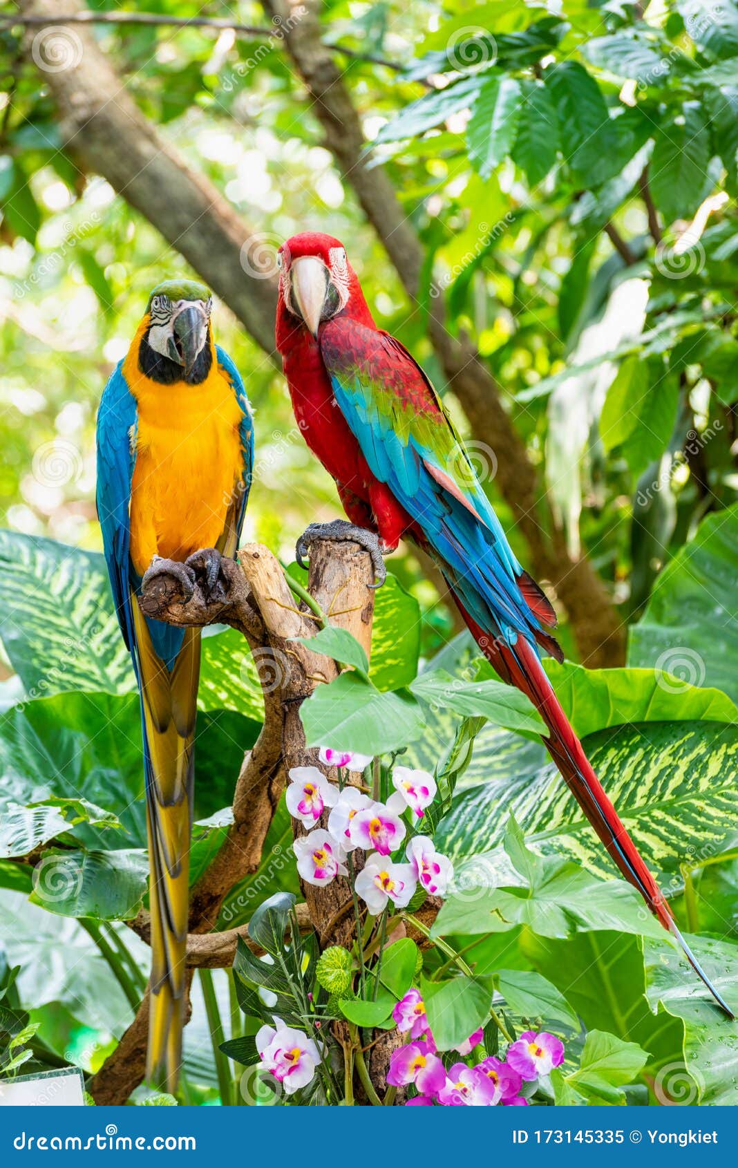 Colorful Birds Pair of Macaw Stock Image - Image of beak, parrots ...