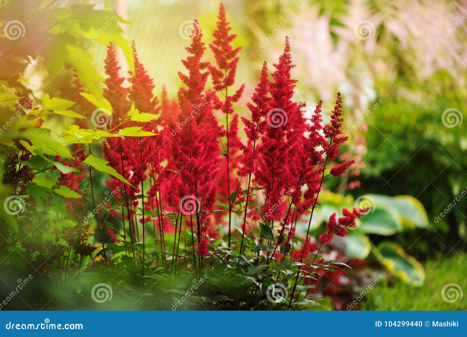 colorful blooming astilbe in summer garden in mixed border with hostas and cornus