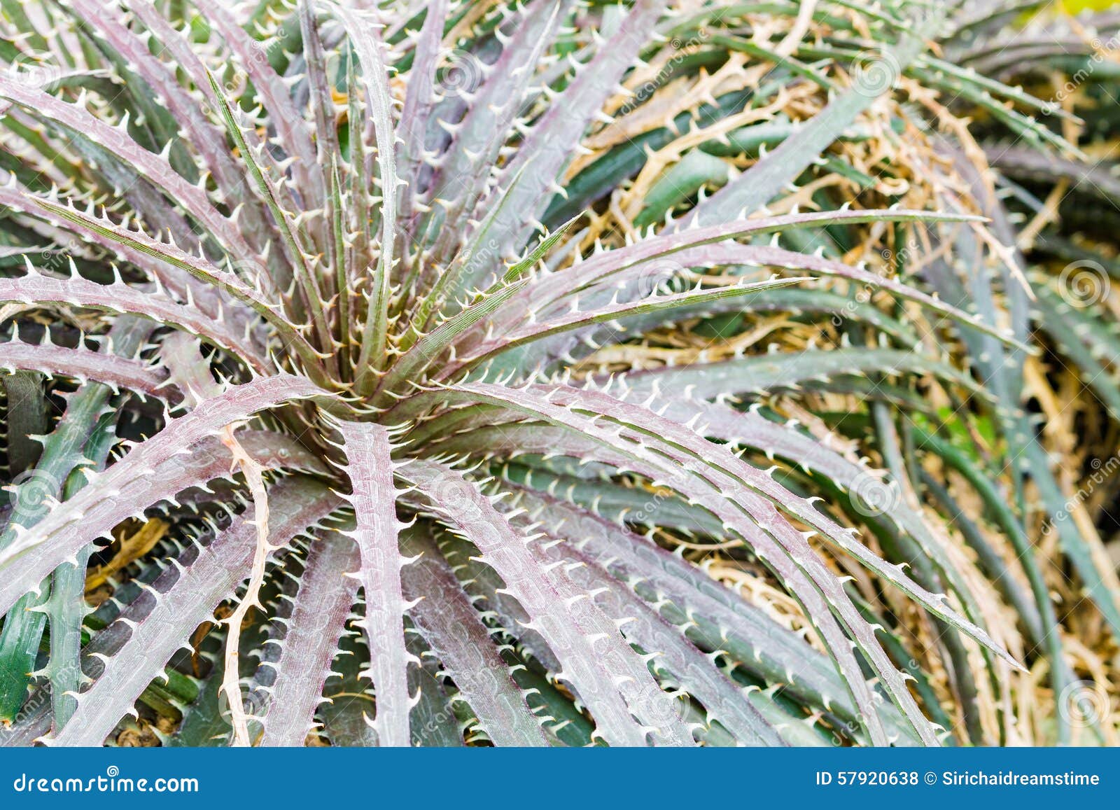 Colorful Blooming Bromeliad Plants Stock Photo Image of blossom