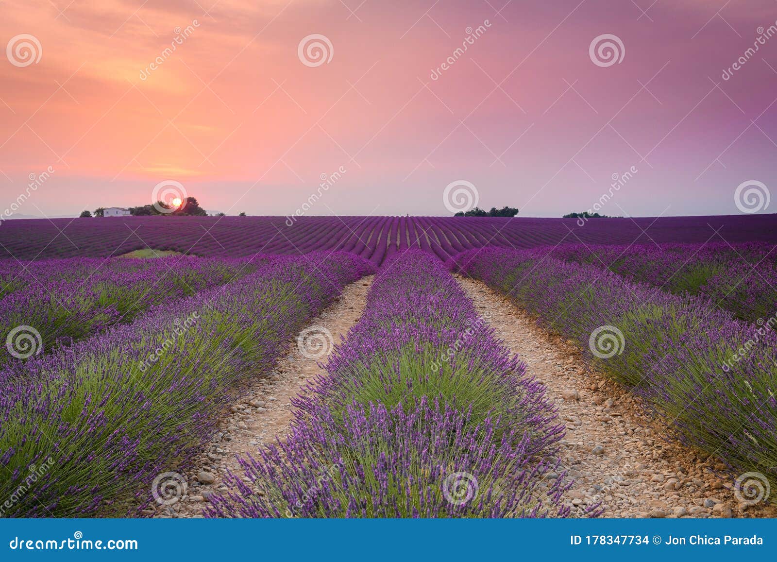 Colorful Fields of Lavender at Valensole Plateau, France Stock Photo ...