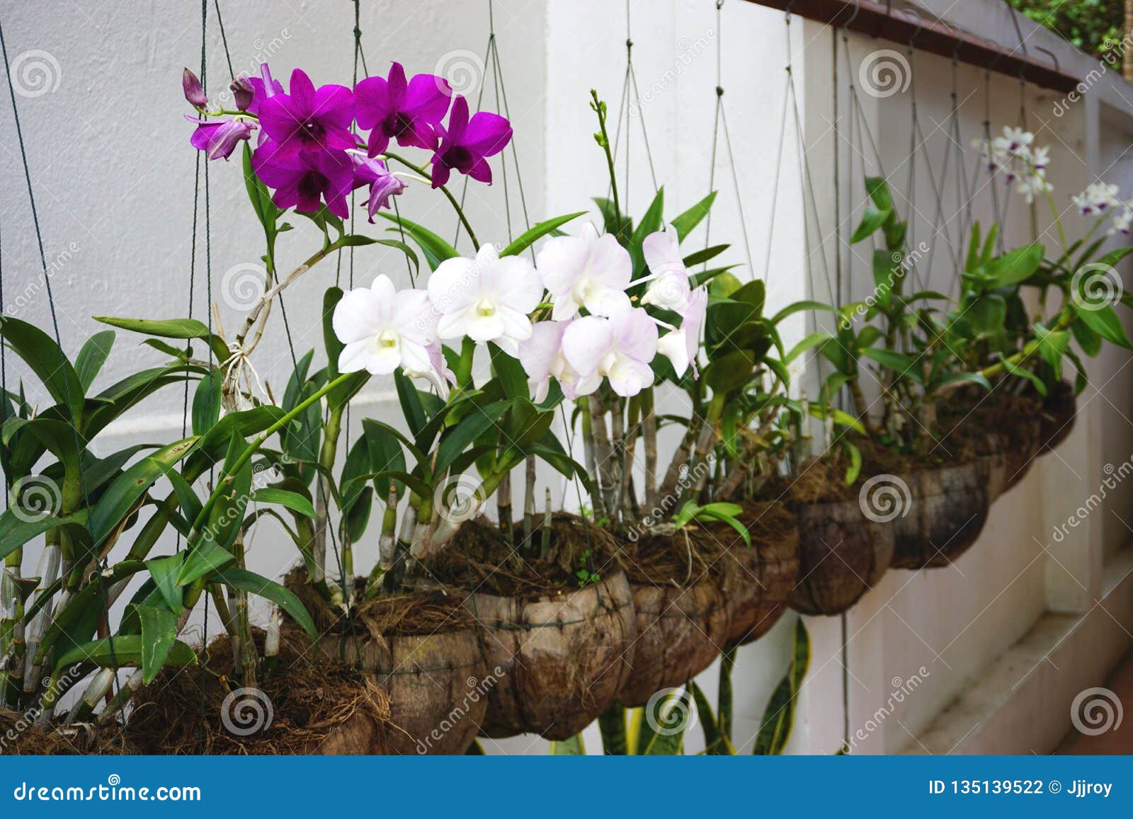 Orchid Tillandia Coconut Husk Shell With Hanger Epiphyte Tropical Plant Garden