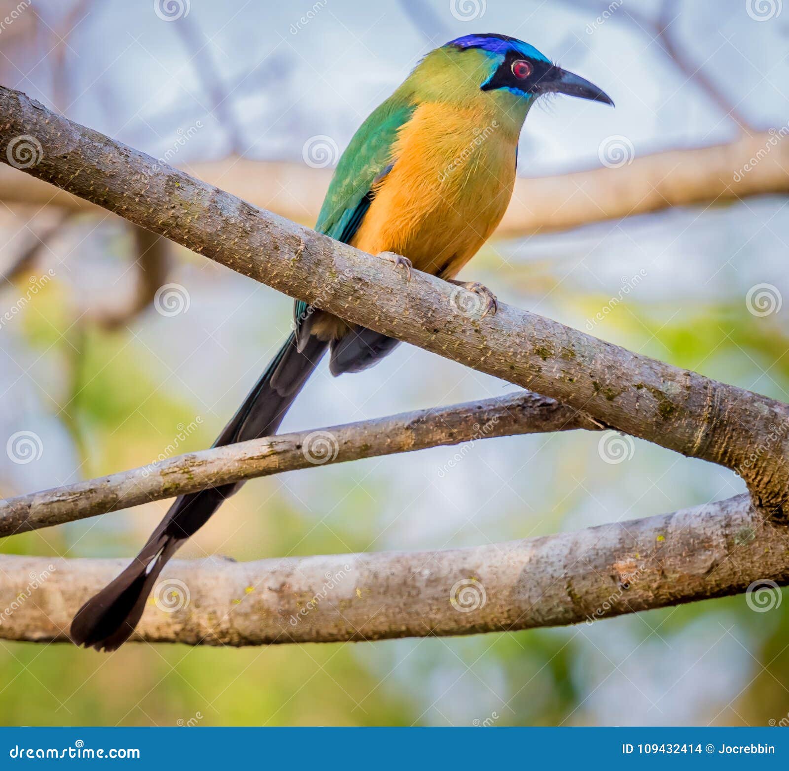 colorful blue crowned motmot of brazil