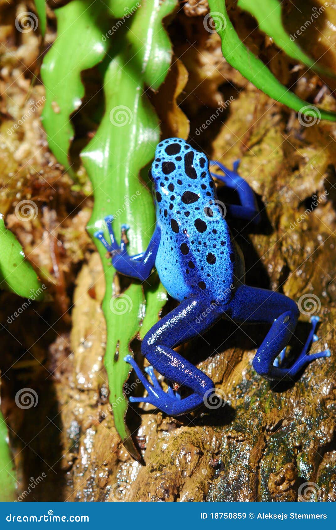 Colorful blue frog stock image. Image of aquatic, close - 18750859