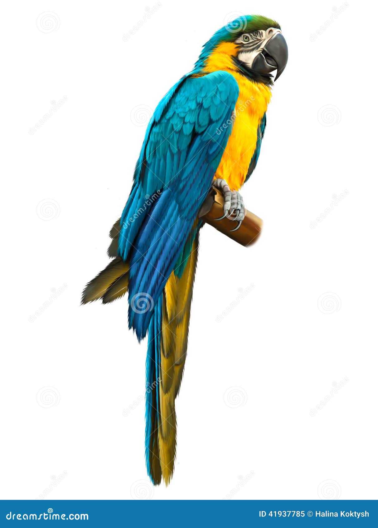Colorful blue parrot macaw stock illustration. Illustration of colors