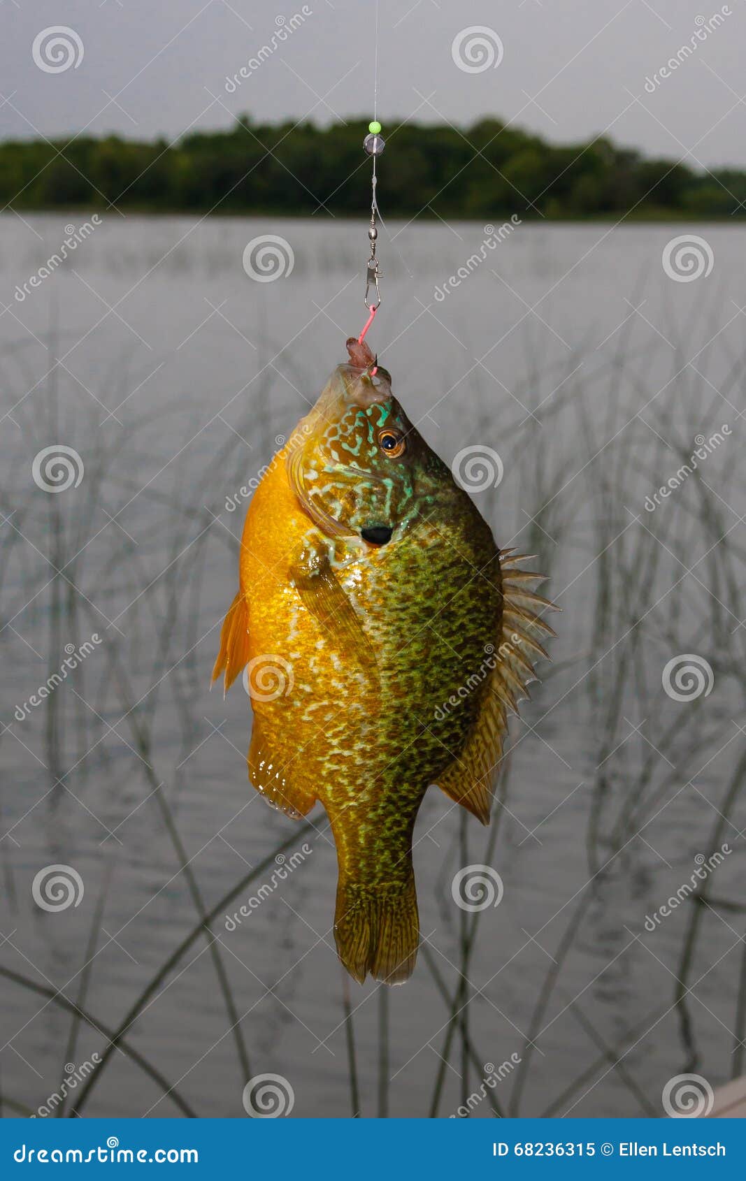 Colorful Bluegill on a Hook Stock Image - Image of vacation