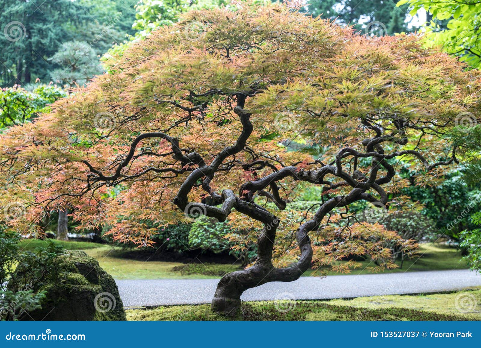 Colorful Bonsai Tree Japanese Garden In Washington Park Portland