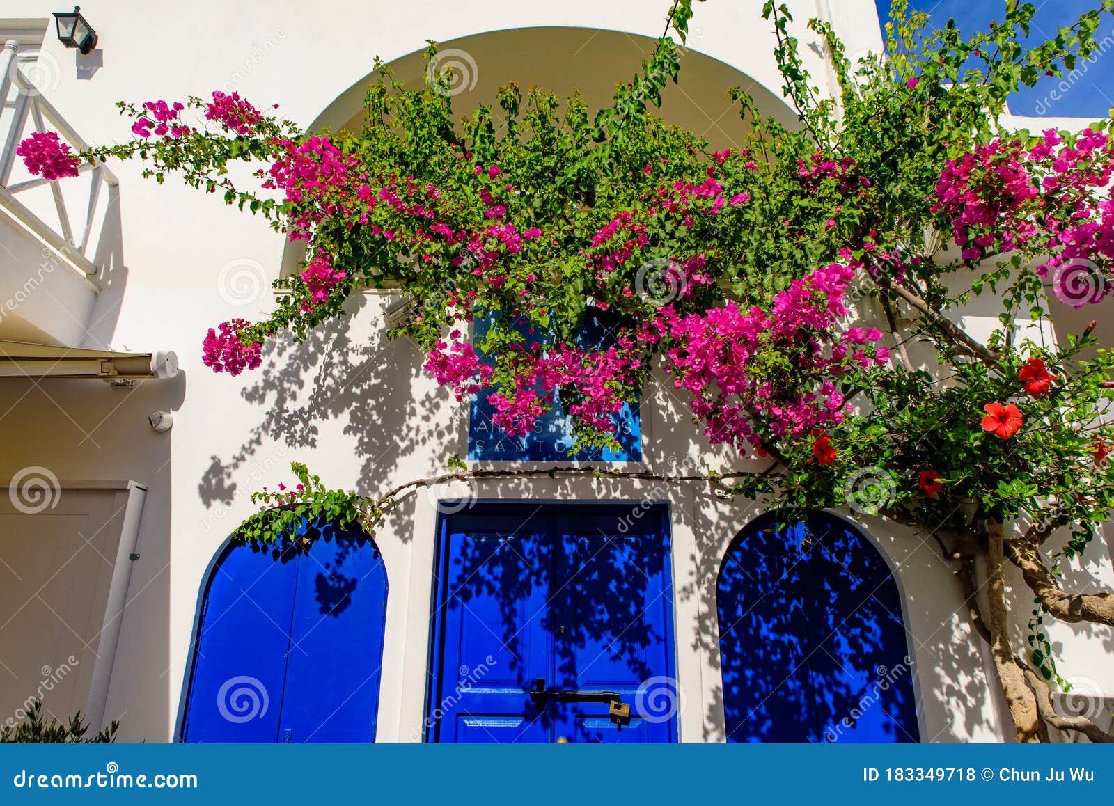 Colorful Bougainvillea Flowers with White Traditional Buildings in Oia ...