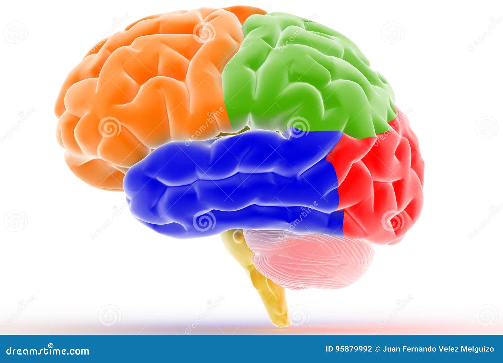 colorful brain