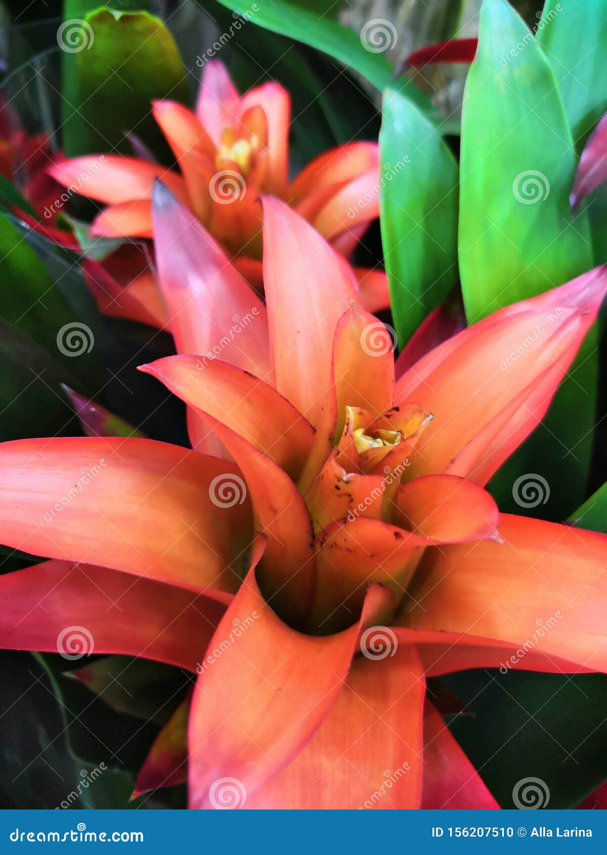 Colorful Bright Striped Beautiful Leaves and Flowers Tropical Plants  Bromelia Background Stock Photo - Image of spring, flower: 156207510