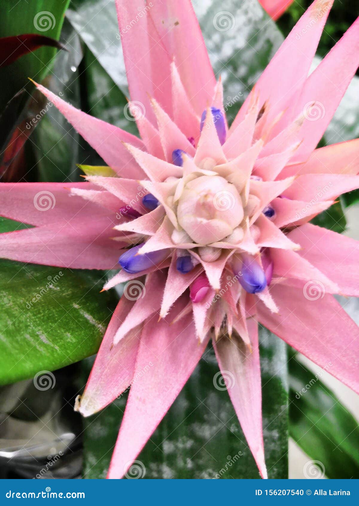 Colorful Bright Striped Beautiful Leaves and Flowers Tropical Plants  Bromelia Background Stock Photo - Image of growth, background: 156207540