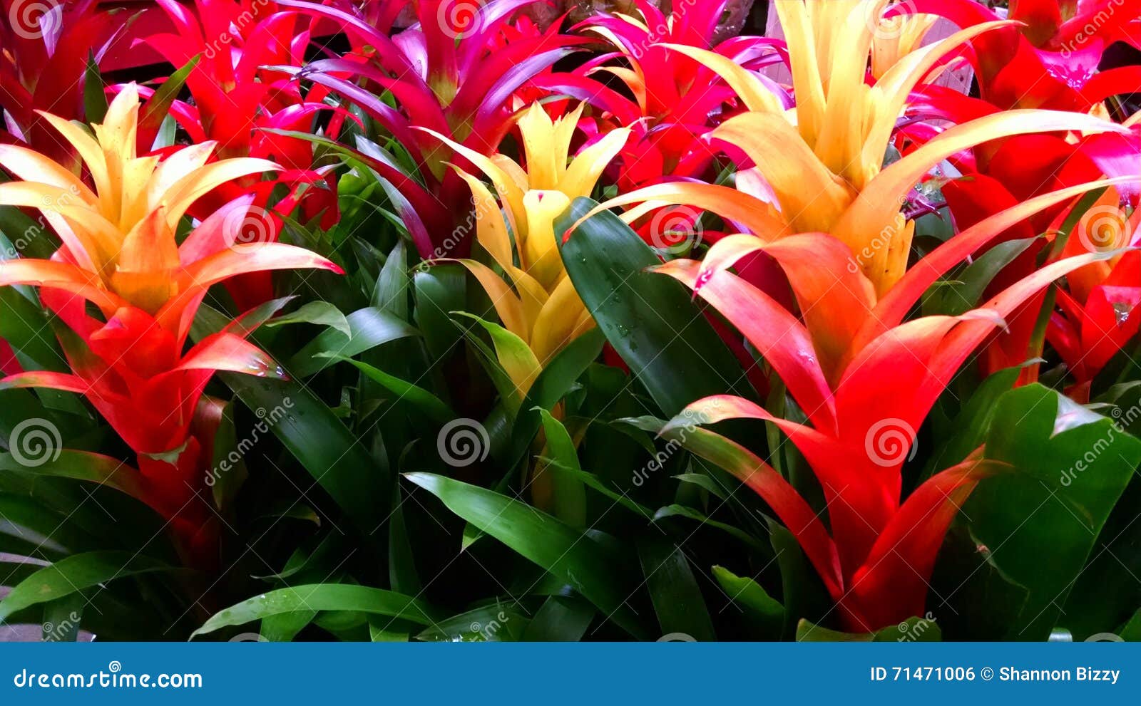 Colorful bromeliads stock photo. Image of yellow, colorful - 71471006