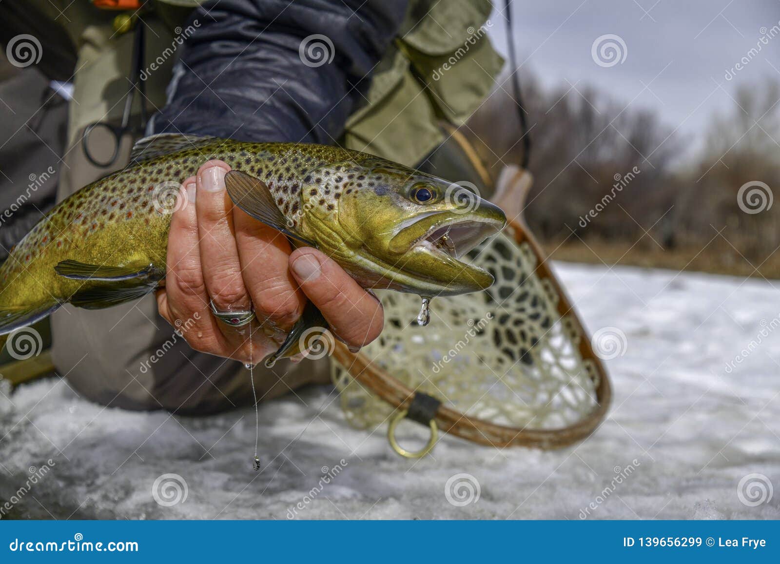 4,255 Brown Trout Fishing Stock Photos - Free & Royalty-Free Stock Photos  from Dreamstime